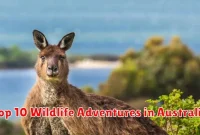 Top 10 Wildlife Adventures in Australia