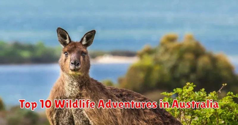 Top 10 Wildlife Adventures in Australia