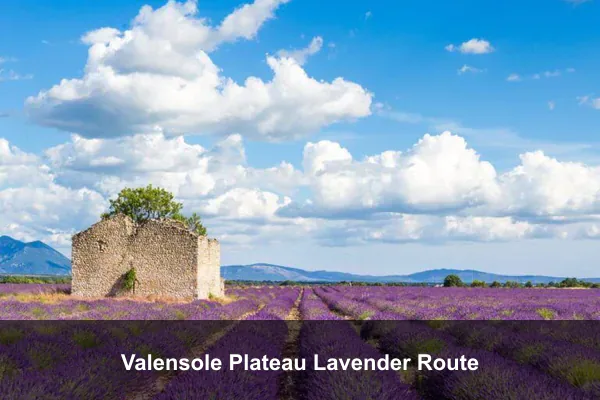 Valensole Plateau Lavender Route