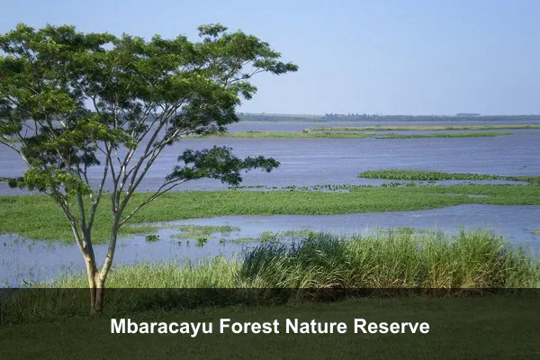 Mbaracayu Forest Nature Reserve